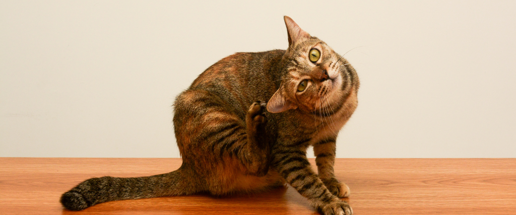 veterinary-guide-to-treating-itchy-skin-parasites-blog-image-2