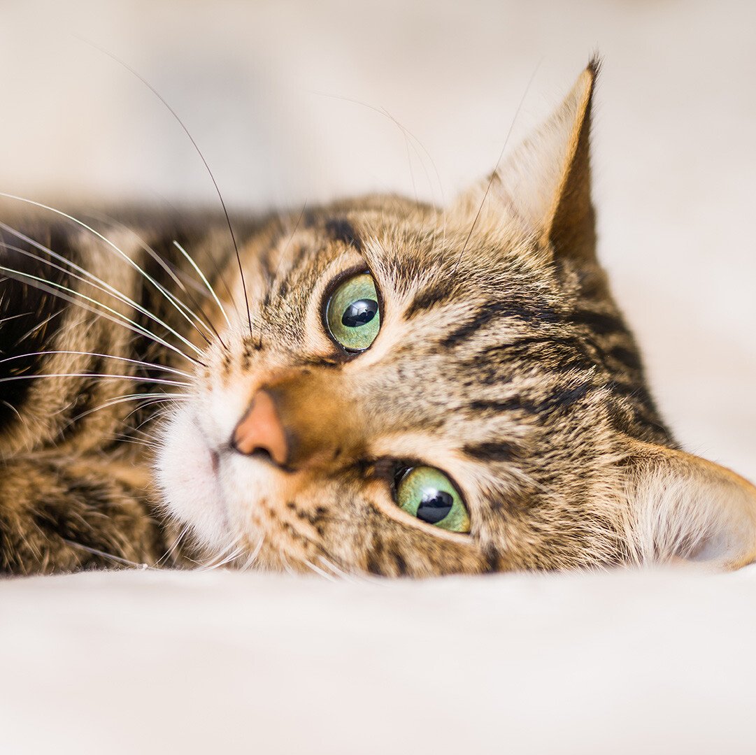 cat laying on side