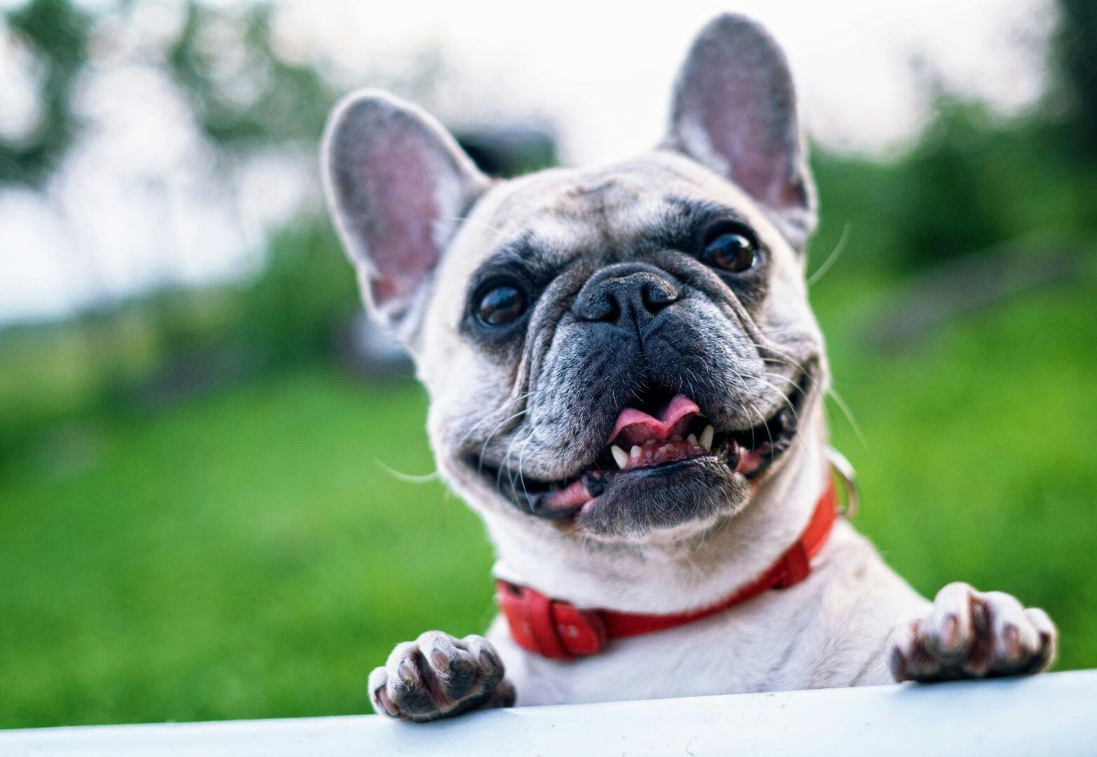dog10