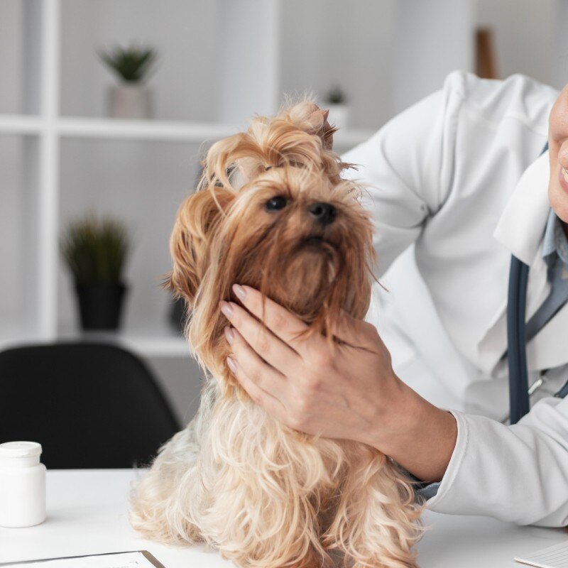 dogmicro