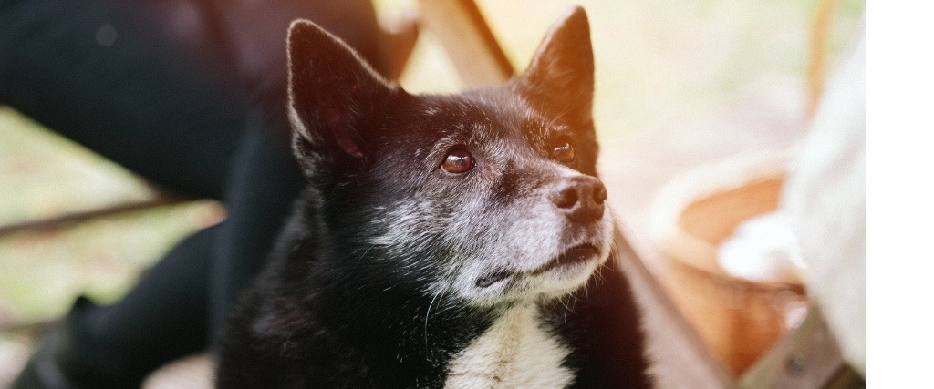 grey-muzzle-dogsb-blog-image-2
