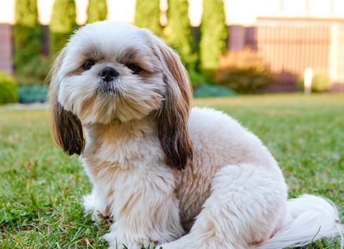 dog-01