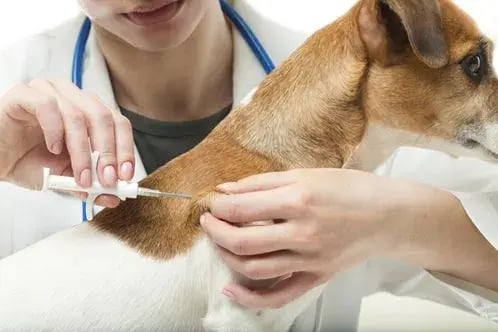 microchipping-1