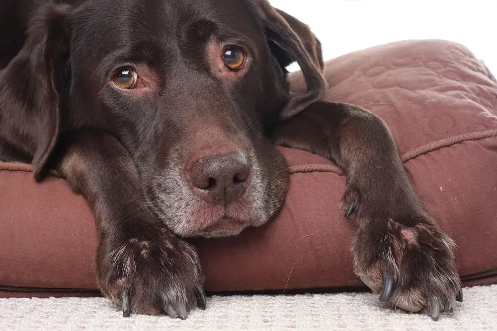 pet-arthritis-1