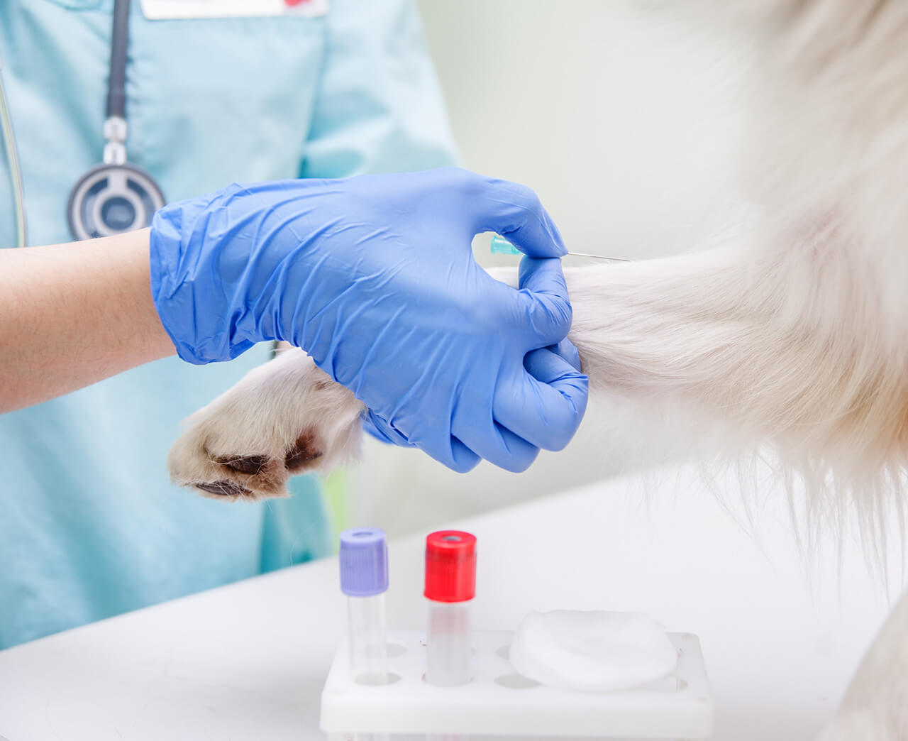 vine-vet-bloodwork-banner (1)