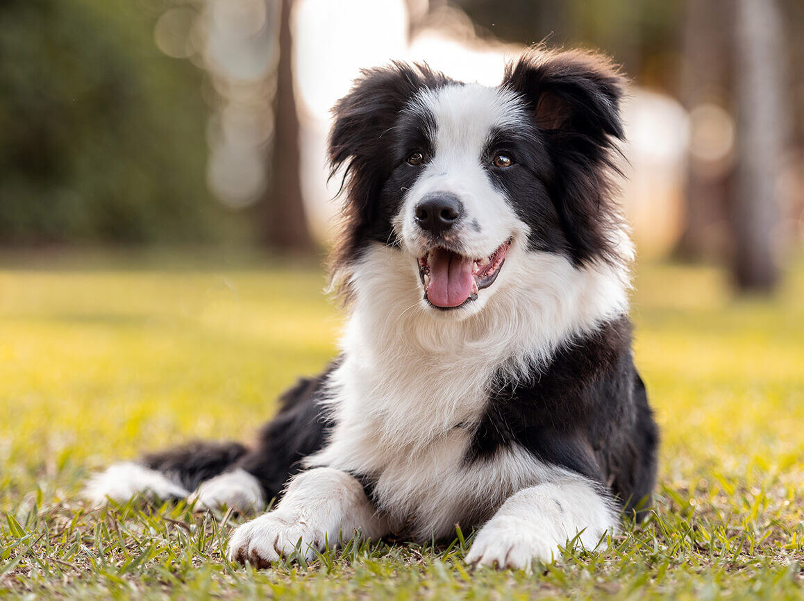 vine-vet-dog-vax-LP-The Importance of Consistent Vaccine Schedules (1)