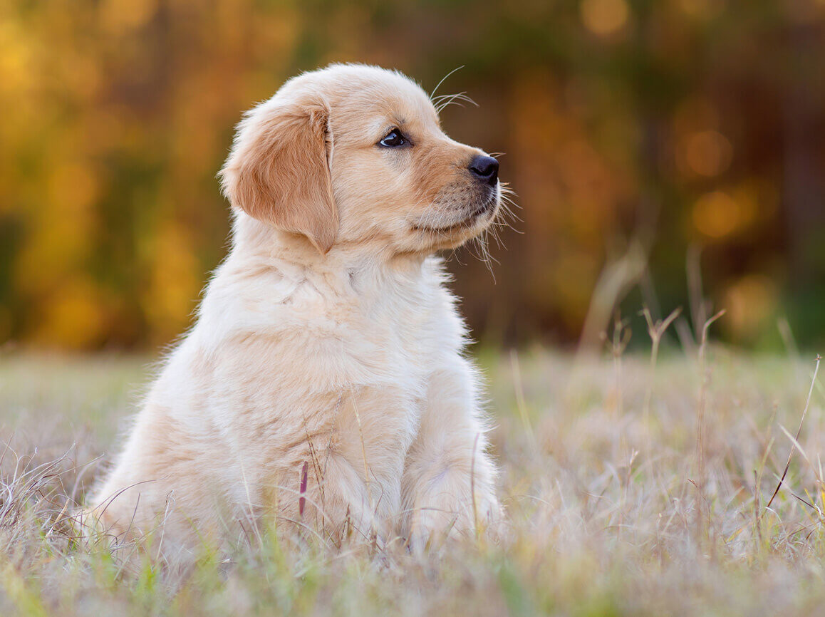 vine-vet-dog-vax-LP-When Should I Schedule a Vaccine Appointment for my Puppy (1)