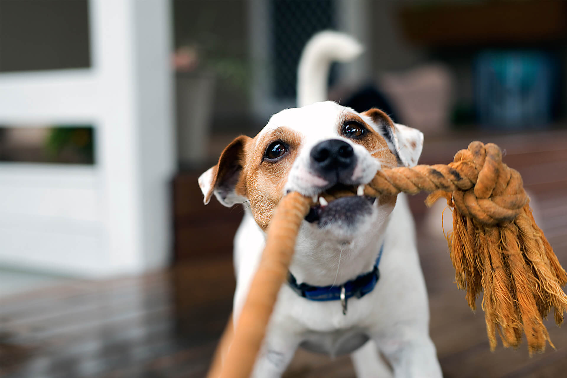 vine-vet-dog-vax-LP-dog-vaccinations-banner (1)