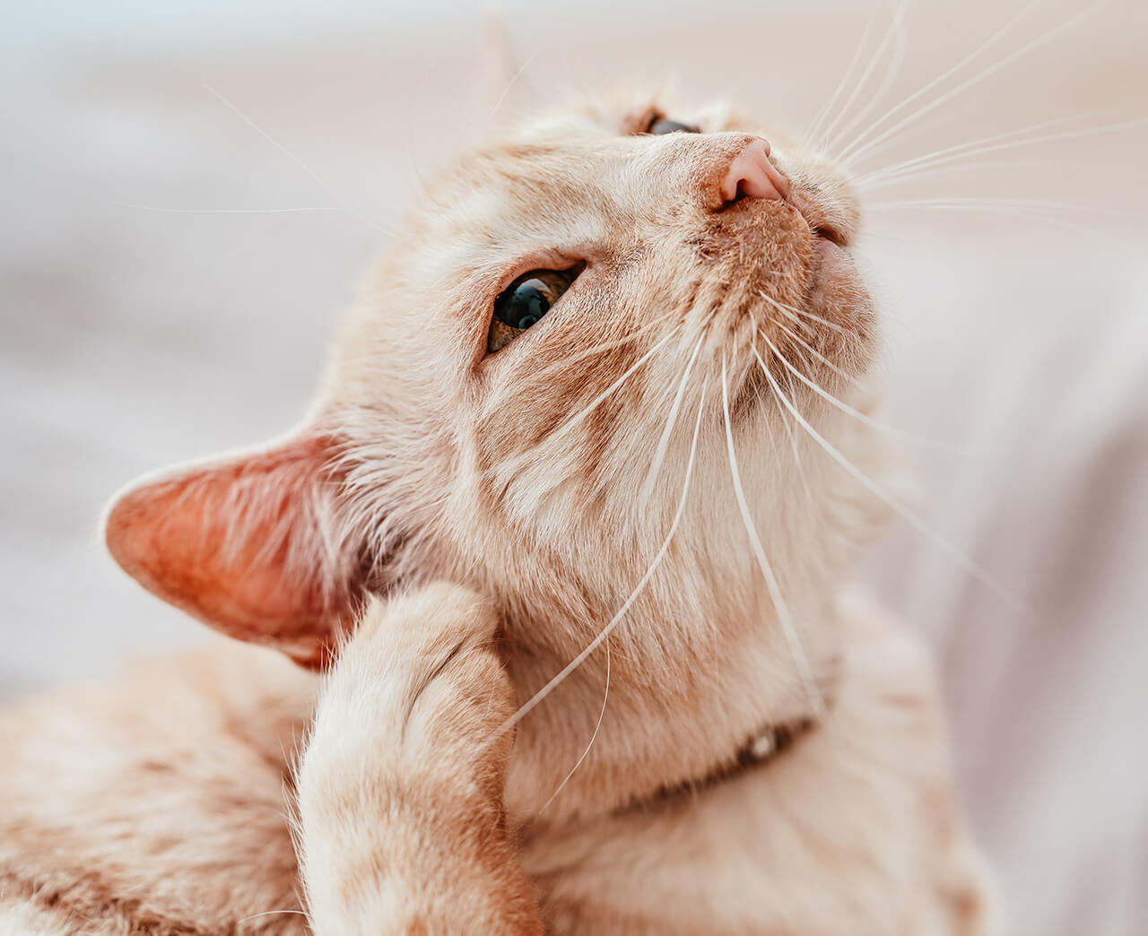 vine-vet-pet-allergies-banner (1)