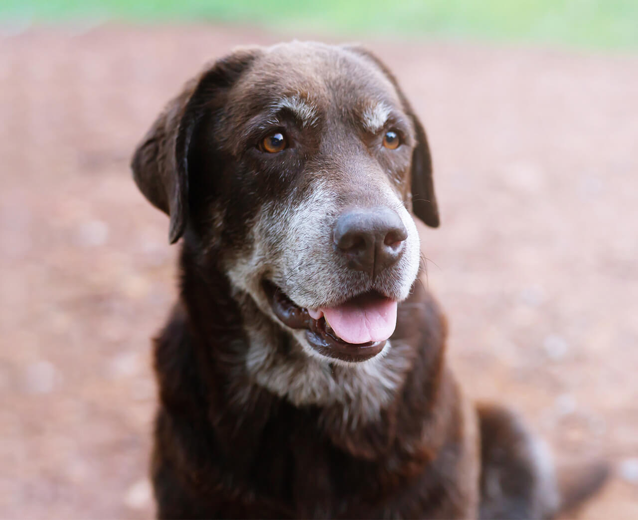 vine-vet-senior-animal-care-banner (1)